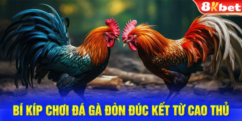 Bí kíp chơi đá gà đòn đúc kết từ cao thủ